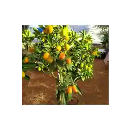 گل قطره آب نهال کامکوات (با میوه زیاد) نهال کامکوات (برای گلدان) نهال کومکوات درخت کامکوات 3 ساله