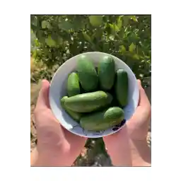 آووکادو کودک ارگانیک 1 کیلوگرمی مدیترانه تروپیکال