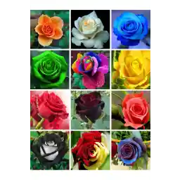 My Seed World 12 Varieties 24 Pcs Mixed Rose Seed Pack