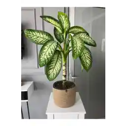 گلدان حصیری BEVEZ HOME، سبد حصیری چند منظوره، سازمان دهنده باغ