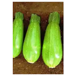 AGRODAL TARIM دانه اجدادی پیاز خانگی کدو سبز ساحلی 20 عدد دانه طبیعی