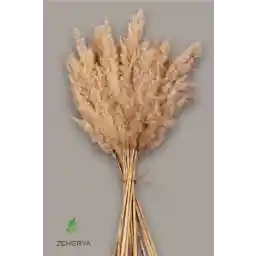 پامپاس گل طبیعی خشک طبیعی TROYA 15 عدد 100 سانتی متر