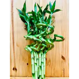 Generic Live Lucky Bamboo 12” Spiral Shape Bamboo Plant 10 Unit, Green