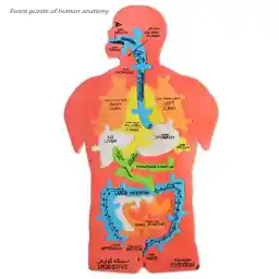 پازل فومی آموزش اندام بدن انسان